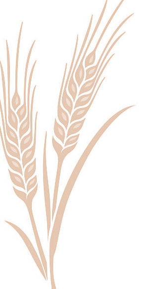 wheat